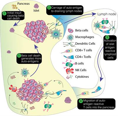 Modeling Type 1 Diabetes Using Pluripotent Stem Cell Technology